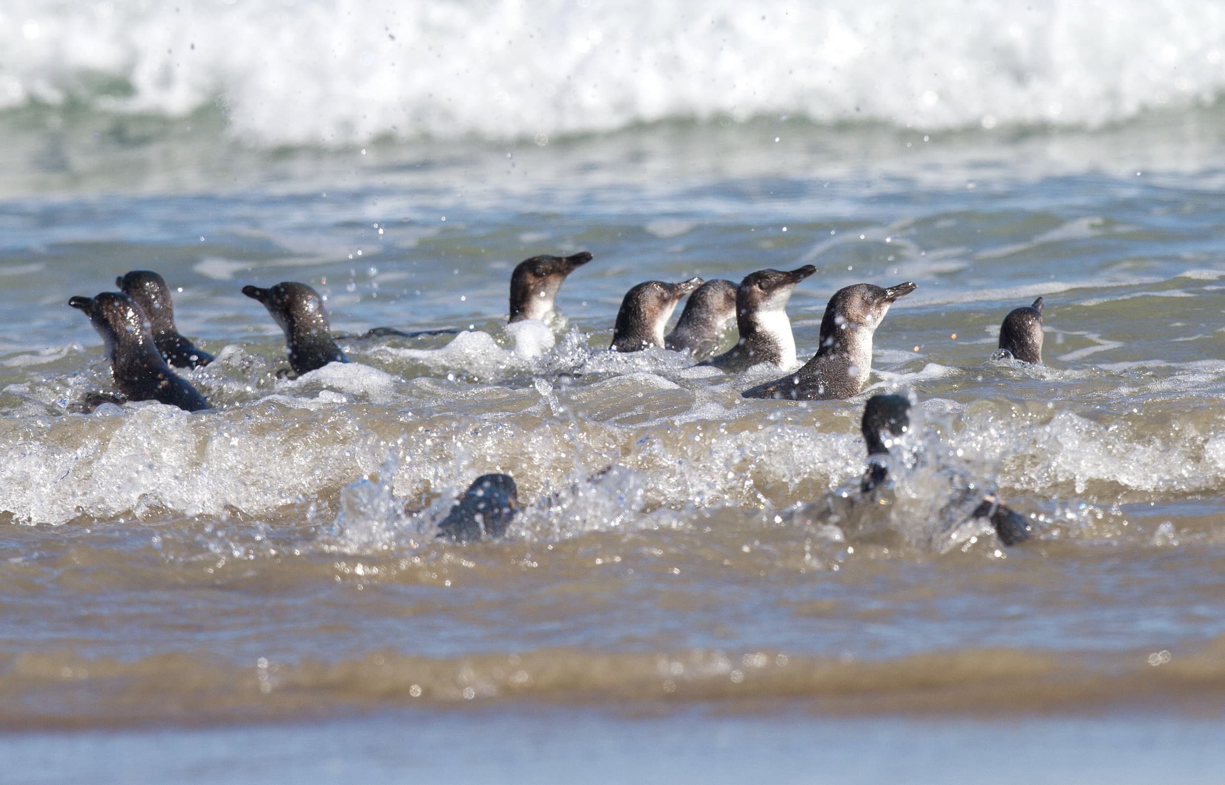 Baby penguins have been found starved to death in New Zealand Baby penguins have been found starved to death in New Zealand