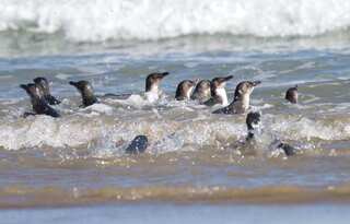 Baby penguins have been found starved to death in New Zealand