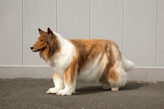 Japanese man spends over $15,000 to become a dog. Watch how it turns out