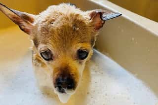 Fox Terrier called Pebbles becomes world's oldest dog at more than 22 years old