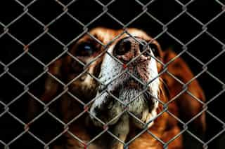 Abandoning your pet is not just inhumane but also illegal