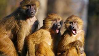 'Strongly bonded' male baboons hold each other back when it comes to finding a mate, study tells
