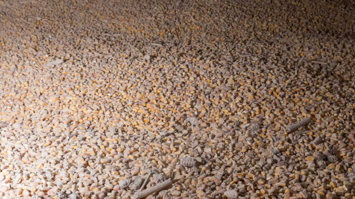 'Guns and Grains'