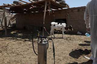 Iraq seeing outbreak of nose-bleed fever. Here’s what we know about the deadly disease