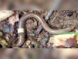 'Threatened snake': How jumping worms are causing havoc in US