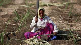 Women in Beed district of Maharashtra are getting their wombs removed