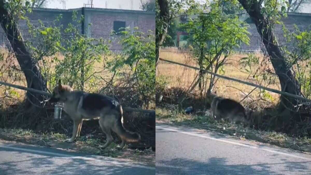 Watch: Dog follows road safety guidelines in travelling 2 km to deliver lunch box to owner, wins hearts Watch: Dog follows road safety guidelines in travelling 2 km to deliver lunch box to owner, wins hearts