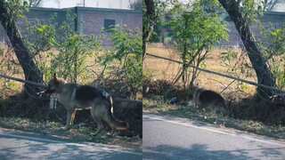 Watch: Dog follows road safety guidelines in travelling 2 km to deliver lunch box to owner, wins hearts