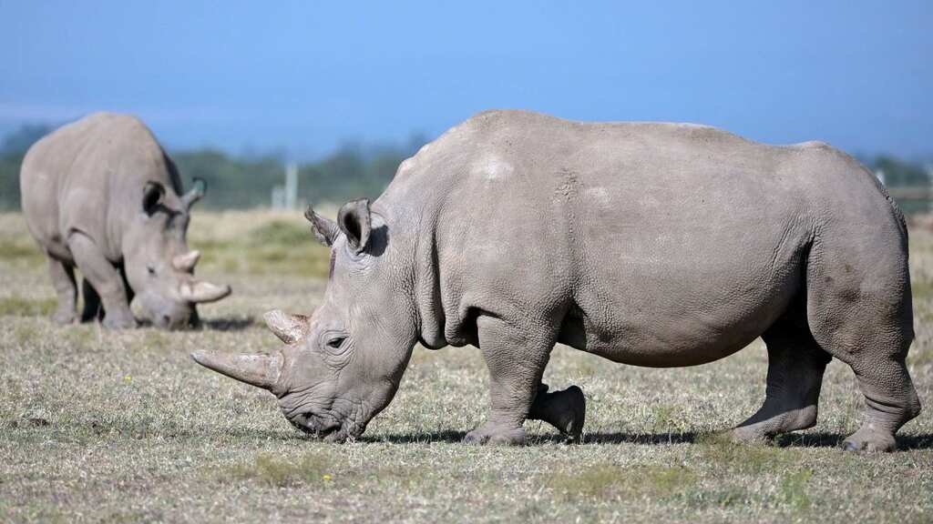 Conservationists in Kenya create Rhino embryos in Labs to save species