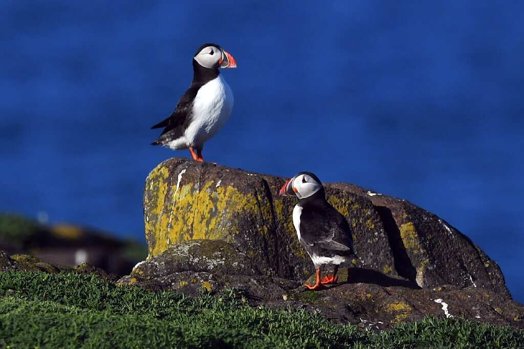 Puffins numbers low in Farne Islands, decline attributed to Global warming
