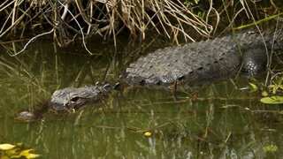 Searching for frisbees? In alligator attack, unidentified man dies in lake at disc golf course in US