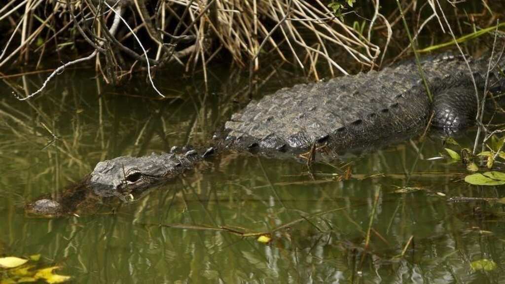 Searching for frisbees? In alligator attack, unidentified man dies in lake at disc golf course in US
