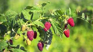 Raspberry-picking robot system reduces harvesting time, can cut costs by more than 20%