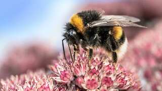 Bees are ‘fish’ under California Endangered Species Act – state court