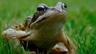 Amphibians are vanishing at an alarming rate, scientists warn