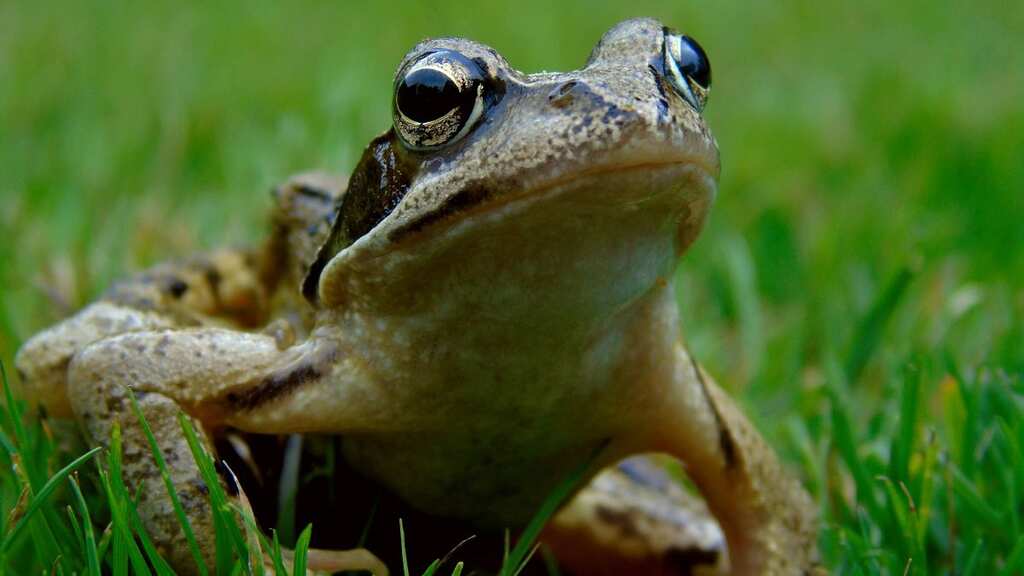 Two frogs are at the centre of a battle against mining in Ecuador