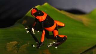 Scientists reproduce 29 specimens of endangered frogs to begin its repopulation