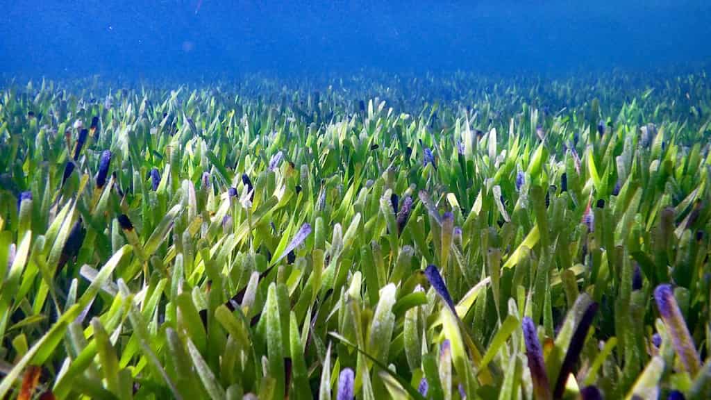 Scientists believe to have found the world's largest plant