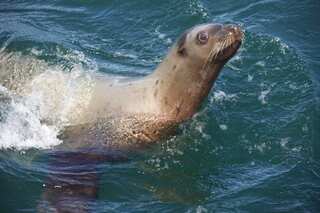 Argentinian foundation rescues sea lions from garbage, raises concerns over ocean pollution