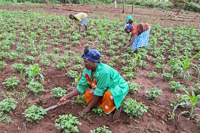 Agriculture in the Lobaye region: New technology will use no fertilisers