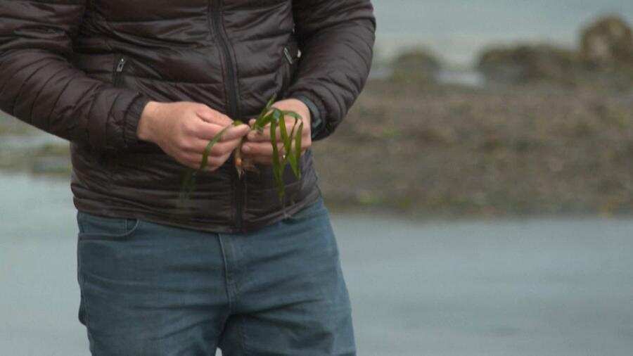 Tunisia: The degradation of Posidonia