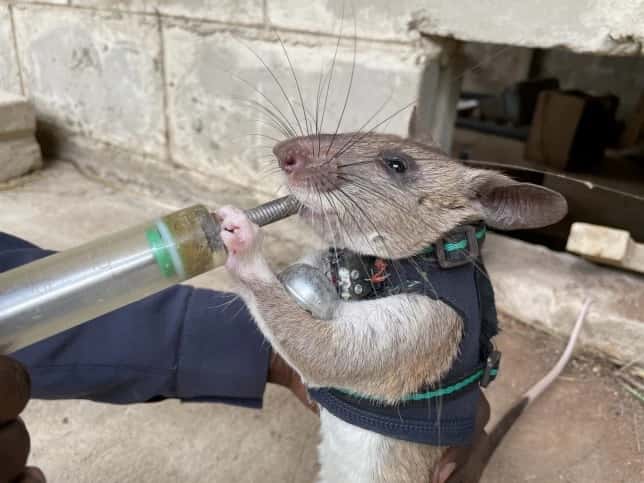 Scientists training rats to rescue earthquake survivors buried in debris Scientists training rats to rescue earthquake survivors buried in debris