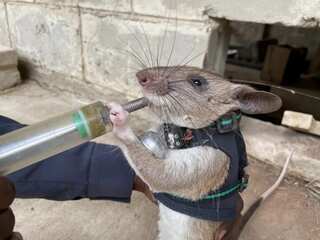 Scientists training rats to rescue earthquake survivors buried in debris