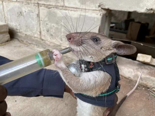 Scientists training rats to rescue earthquake survivors buried in debris