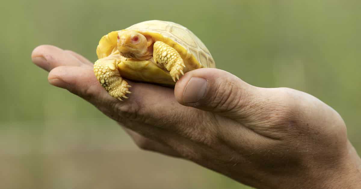 Rare albino Galapagos giant tortoise debuts at Servion Tropiquarium