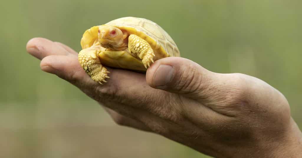 Rare albino Galapagos giant tortoise debuts at Servion Tropiquarium