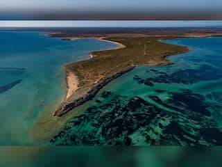 In pictures: World’s largest plant Posidonia Australis