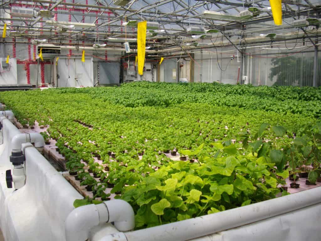 Farming without soil: Taiwan records rise in Aquaponics sale