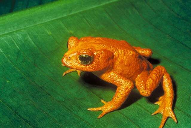 Colombian scientists save frog species from extinction