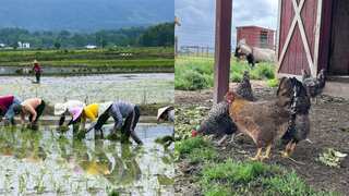 Rice seems to have led to ‘downfall’ of chickens, says study. Find out how