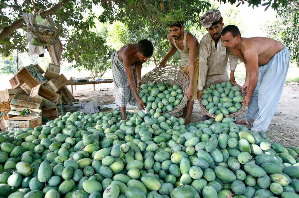 Heatwave hits Pakistan's Mango output as it is set to fall by 50%