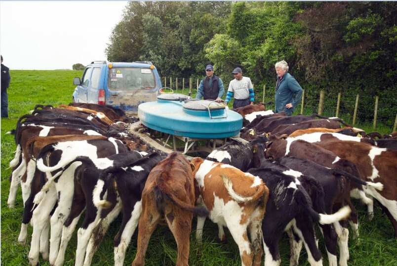 To cut methane emissions, New Zealand to charge farmers for cow and sheep burps