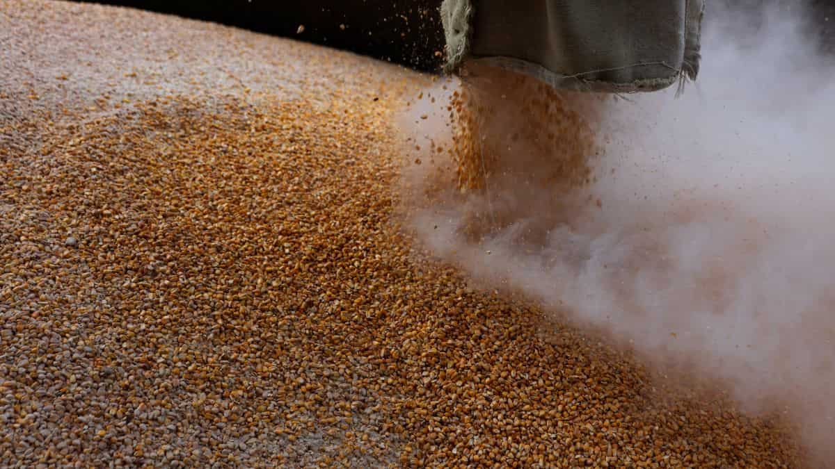 Ukraine war: Turkiye backs Russian demand for grain exports Ukraine war: Turkiye backs Russian demand for grain exports