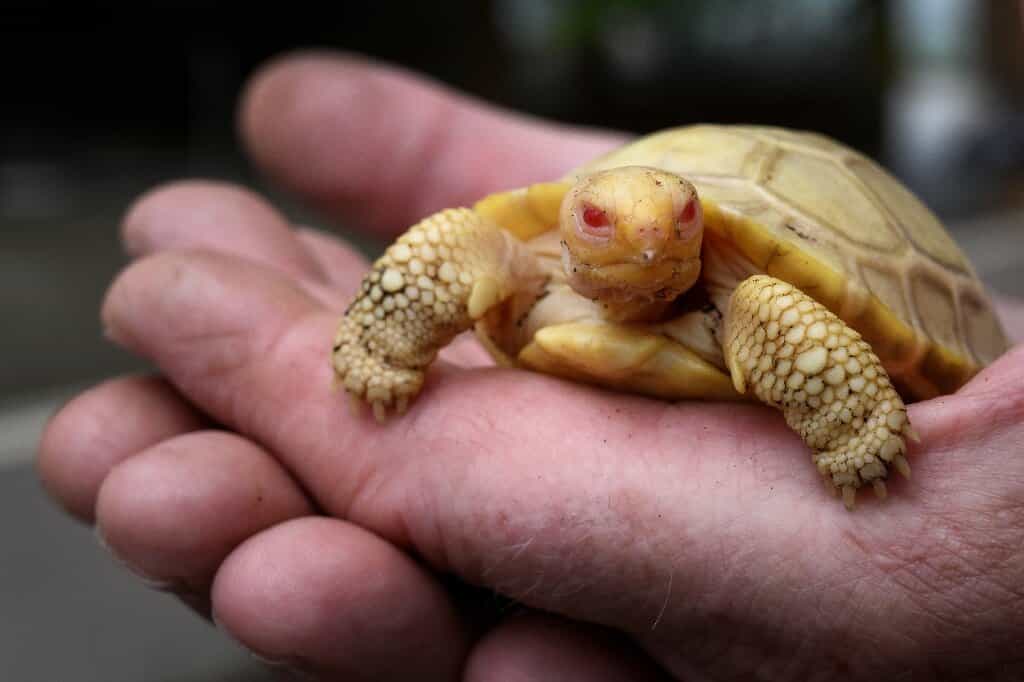 Rare Albino Galapagos giant tortoise faces world