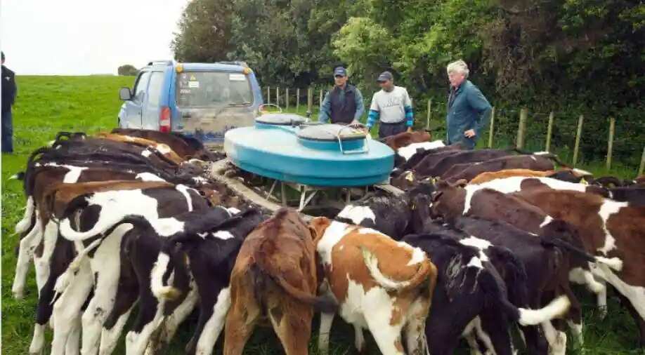 New Zealand's new climate draft aims at countering Methane emissions