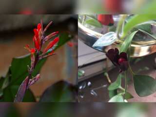 In pics: Researchers rediscover rare ‘lipstick plant’ in Arunachal Pradesh after a century