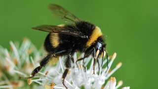 Is it a bee? Is it a fish? It is endangered and needs to be protected, rules California court