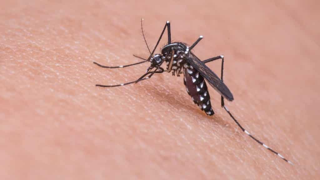 Doze over dine: Sleepy mosquitoes ignore food, says a study