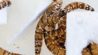 Superworms capable of chomping styrofoam hold key to higher plastic recycling rates: Study