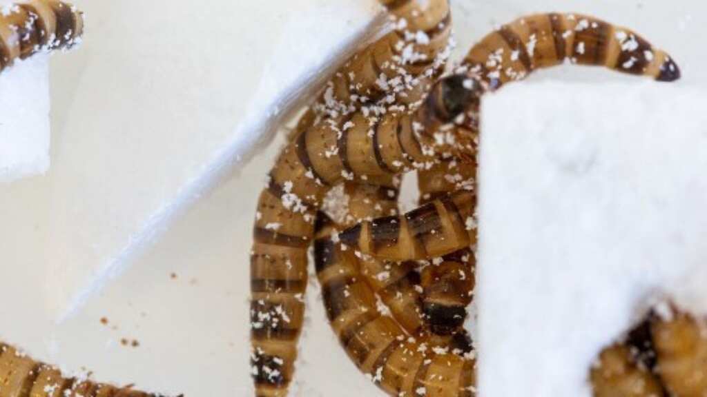 Superworms capable of chomping styrofoam hold key to higher plastic recycling rates: Study
