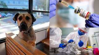 Now, India can safeguard animals against Covid with its own jab, Anocovax. Read details here