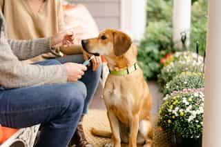 In a first, dog contracts Monkeypox from owners