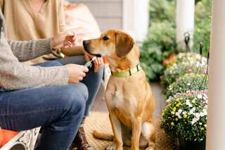 In a first, dog contracts Monkeypox from owners