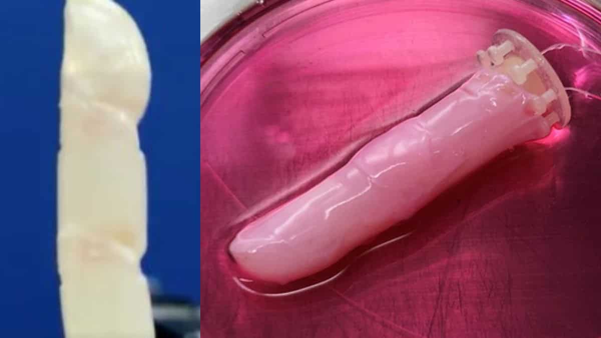 Human-like robots in making? 'Slightly sweaty' robotic finger with living skin developed by experts in Japan
