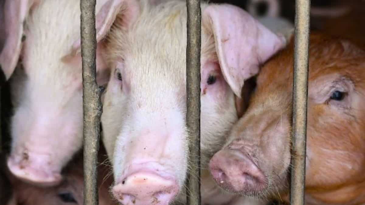 Italy to slaughter pigs to stop swine fever outbreak Italy to slaughter pigs to stop swine fever outbreak