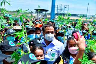 Thailand giving away one million marijuana plants to develop as cash crop